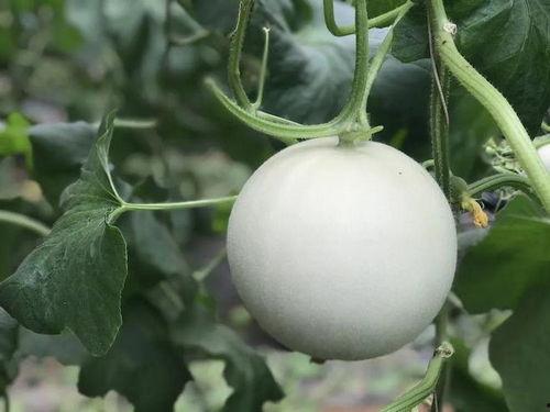 直播吃的软瓜,软瓜的独特风味之旅