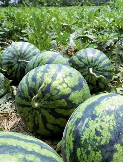 在瓜地里吃西瓜,一场与西瓜的甜蜜邂逅