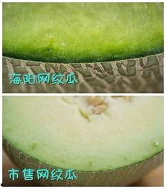 吃蜜瓜的最佳时间,揭秘吃蜜瓜的最佳时光