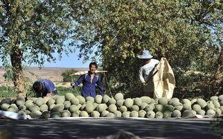 儿童乡间吃瓜照片,乡间瓜田里的快乐时光
