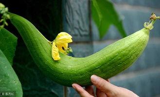 瓜吃长胖吗,吃瓜真的会长胖吗？揭秘真相