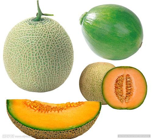 日本黑熊吃蜜瓜图片,日本黑熊的夏日美食之旅