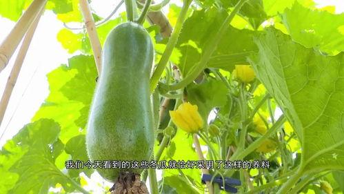 广东最新吃的瓜,广东最新美食风向标大盘点