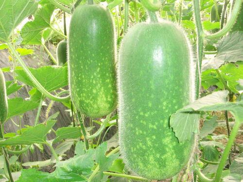 晚上吃蒲瓜冬瓜,夏日消暑美食之旅