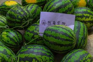 吃瓜歌学什么,从“吃瓜歌”中探寻流行文化现象与社会心态变迁