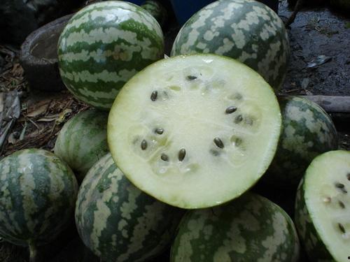 糖人吃绿宝瓜,甜蜜邂逅，探寻瓜果奇缘