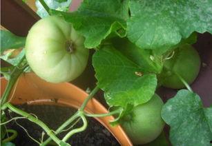 粉红色回忆吃瓜,揭秘娱乐圈的甜蜜瓜田