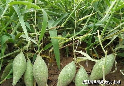 地梢瓜如何晾干吃,传统美味新体验