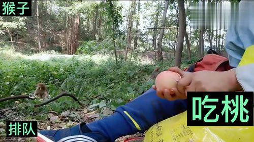 猴子偷桃吃瓜,瓜园趣事连连