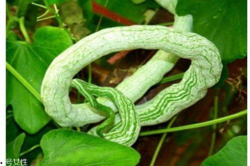 蛇瓜怎样吃才好,蛇瓜美味食法大揭秘