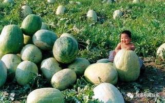 荷泽吃瓜,探寻当地特色美食之旅