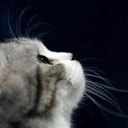 吃瓜猫婉婉真爱,一段跨越时空的浪漫邂逅