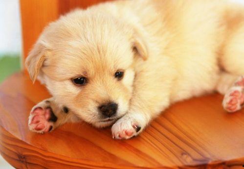 狗狗可以吃角瓜么,角瓜，狗狗可以吃吗？