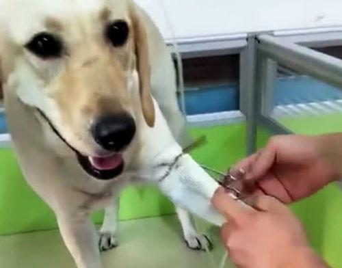 宠物狗吃瓜趣事,萌宠趣味一箩筐