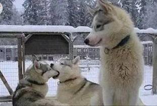 单身狗在线吃瓜,揭秘娱乐圈那些事儿