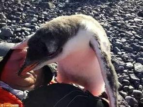 企鹅最新吃瓜群,揭秘娱乐圈最新热点事件