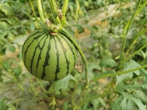 沂源红麦克吃瓜